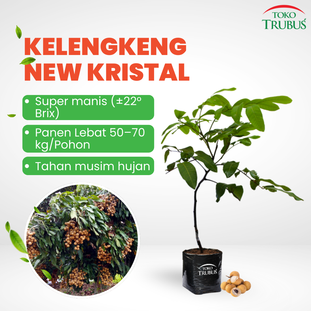 Bibit Kelengkeng New Kristal