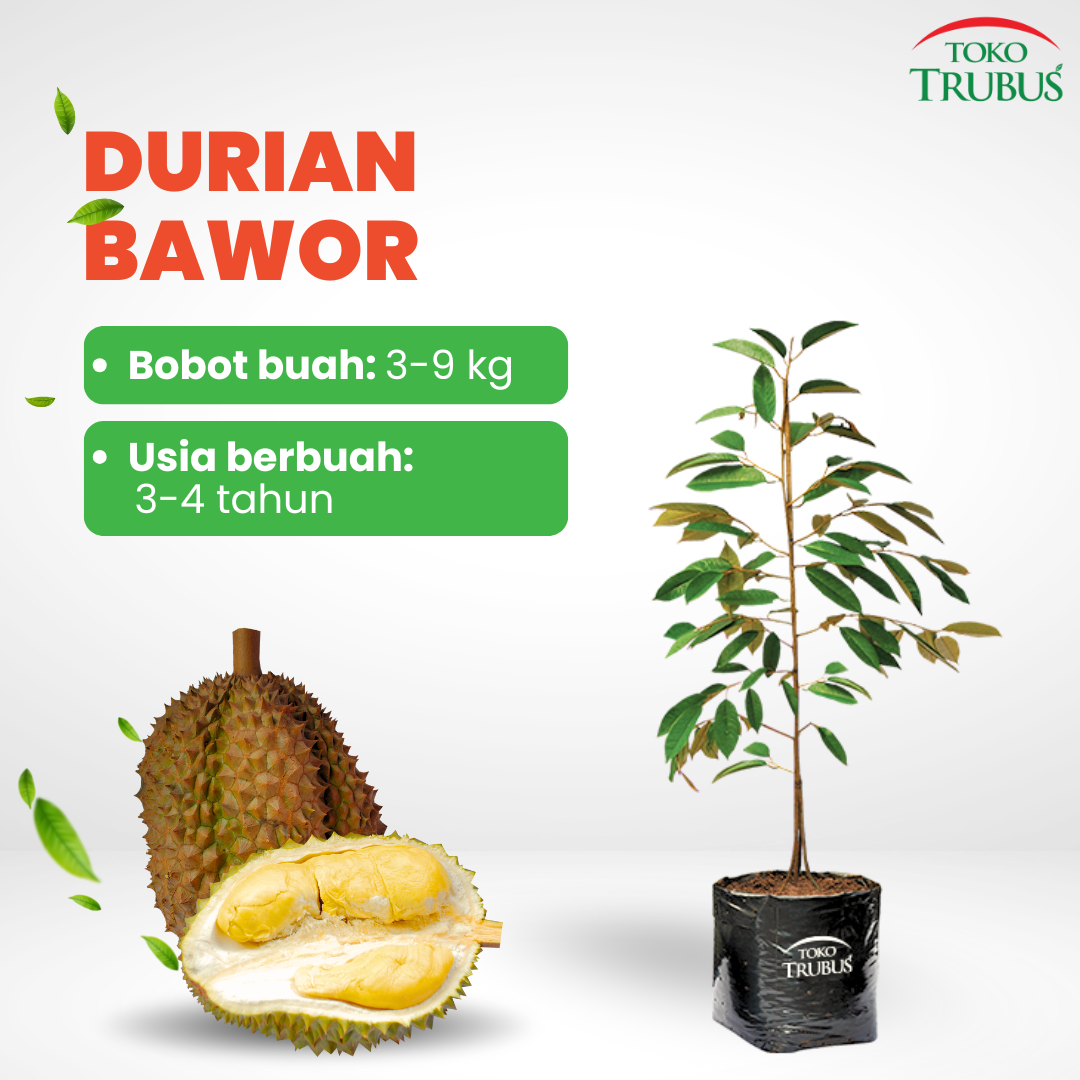 TRUBUS - DURIAN BHINEKA BAWOR