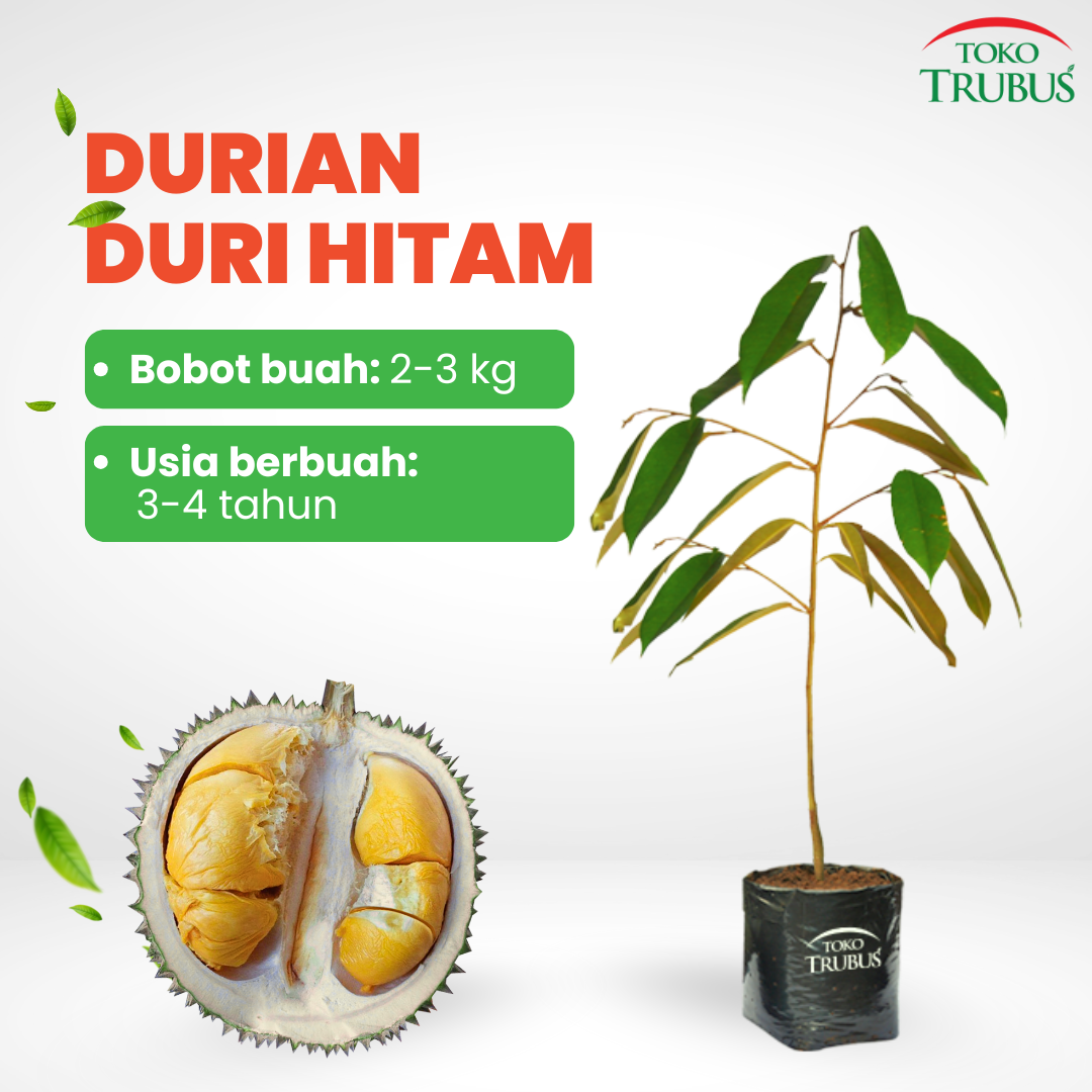 TRUBUS - TANAMAN DURIAN DURI HITAM