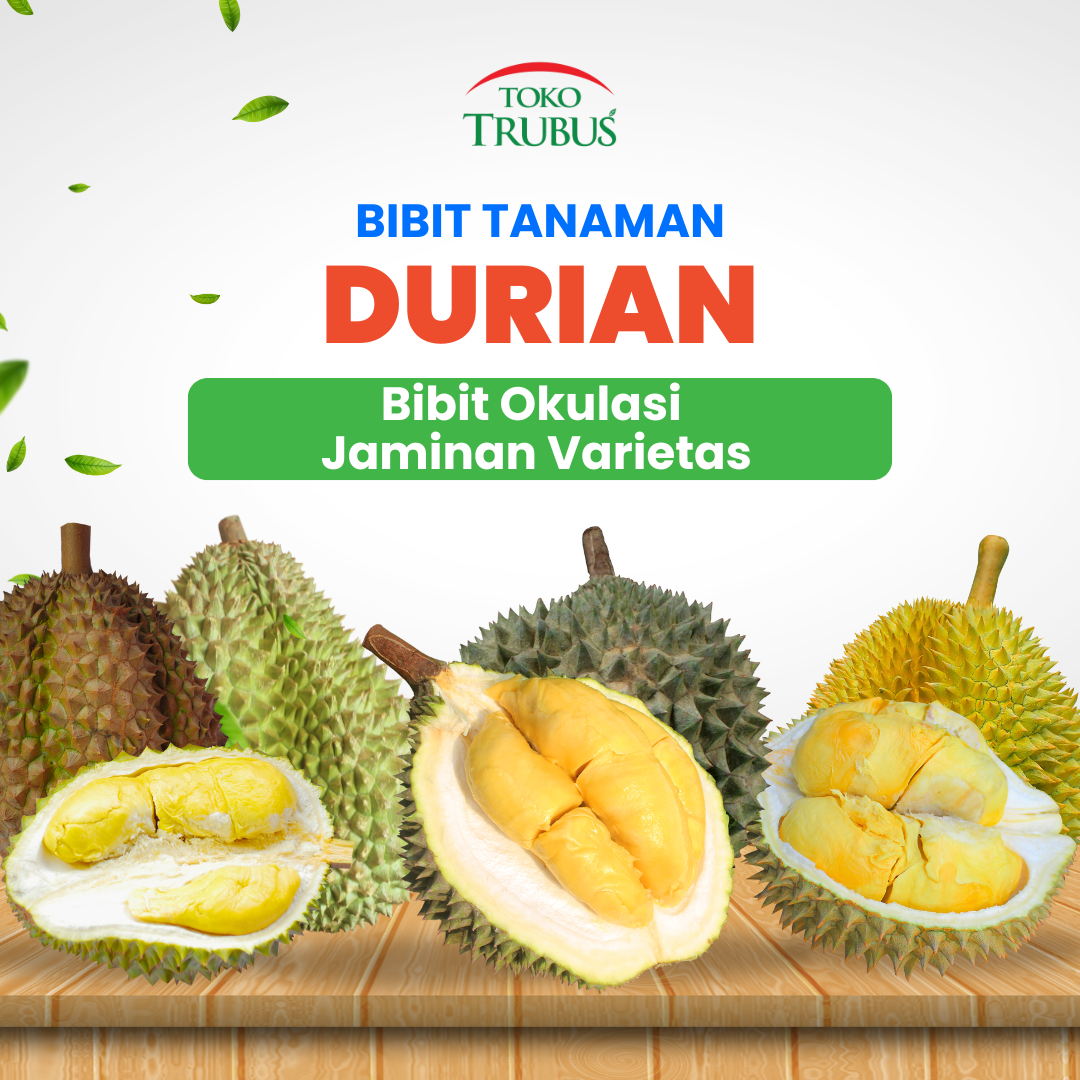 TRUBUS - TANAMAN DURIAN MUSANGKING