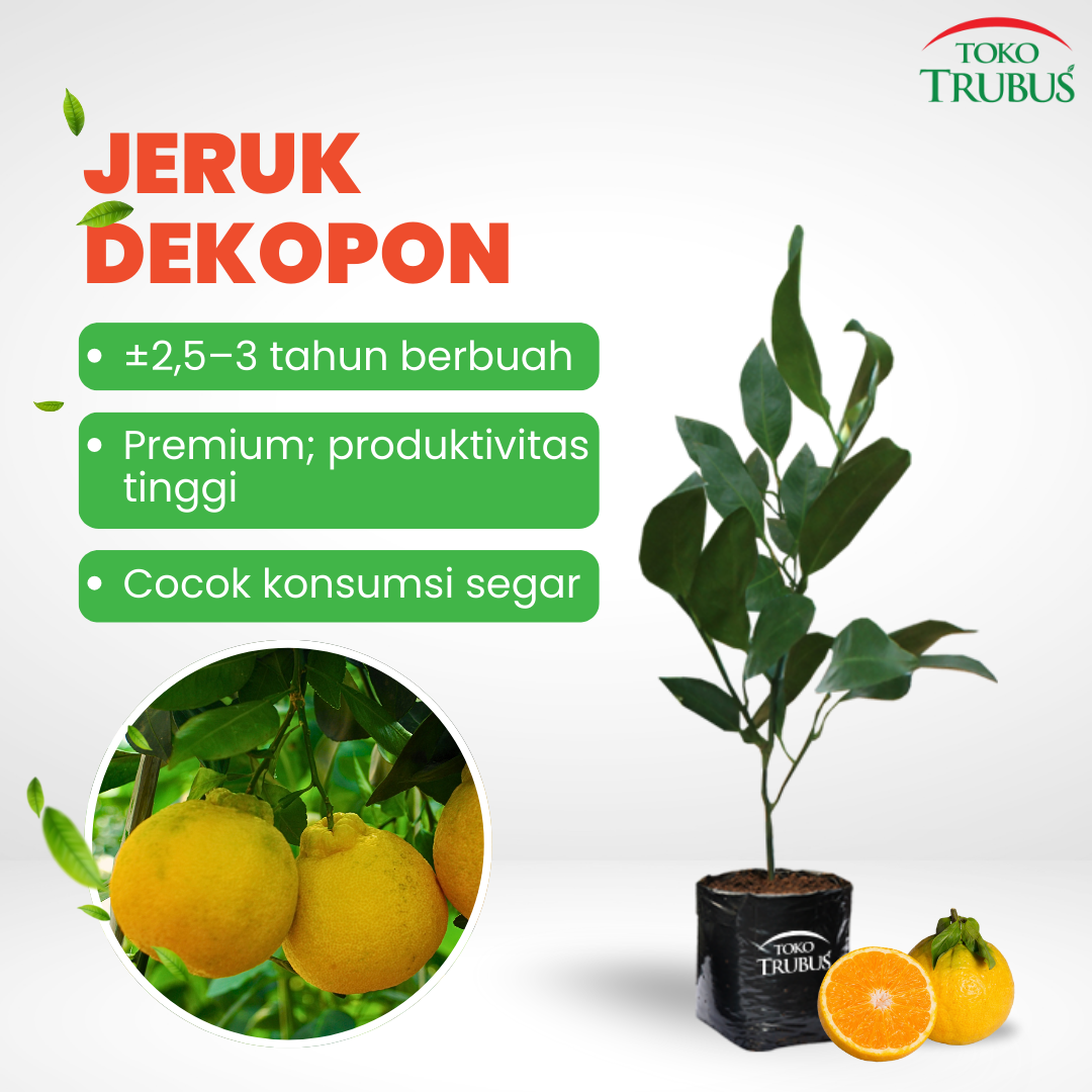 Jeruk Dekapon