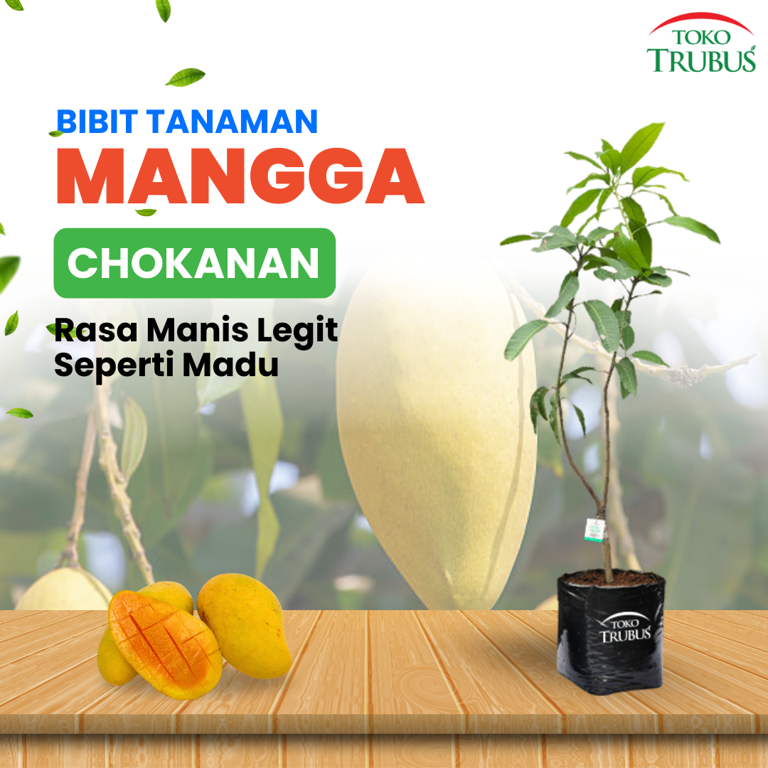Mangga Chokanan