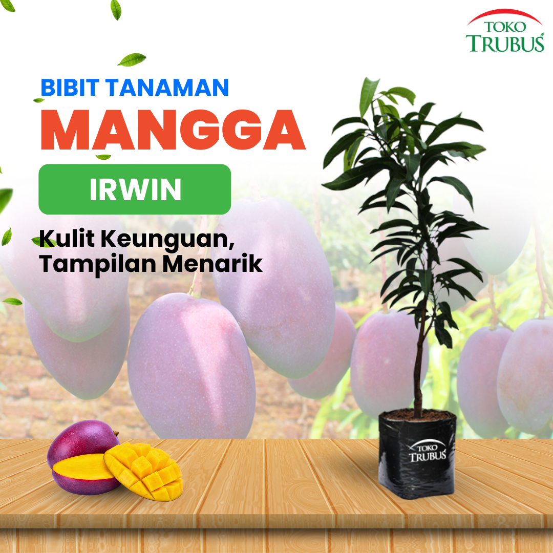 Mangga Irwin