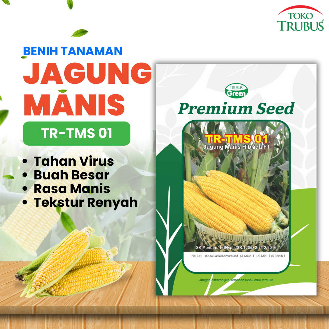 TRUBUS - BENIH TR. JAGUNG MANIS F1 TMS 01