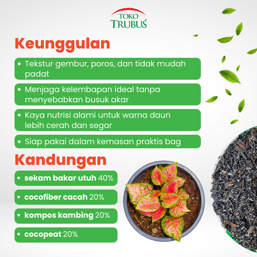 TRUBUS - MEDIA AGLONEMA BAG