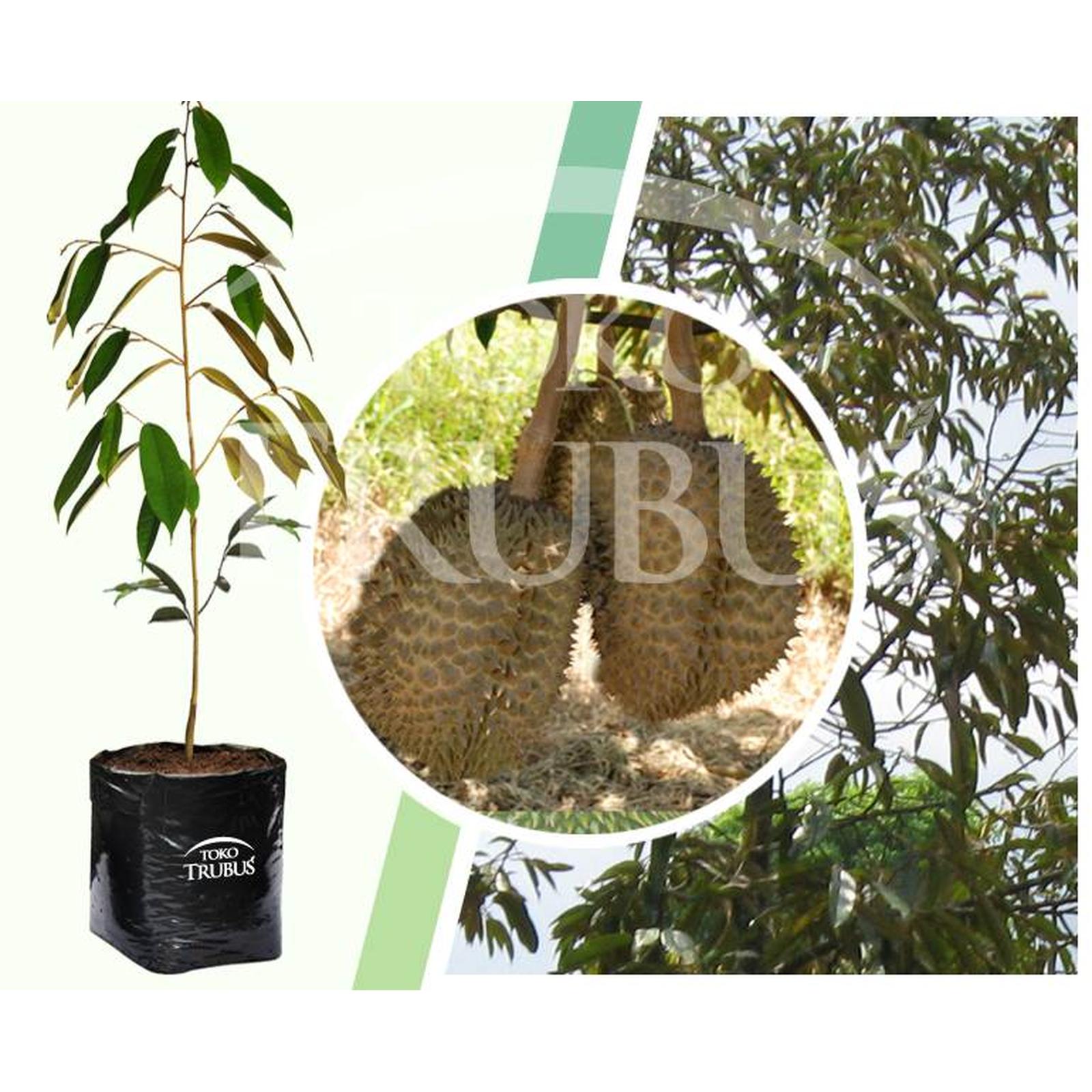 TRUBUS - TANAMAN DURIAN MONTHONG