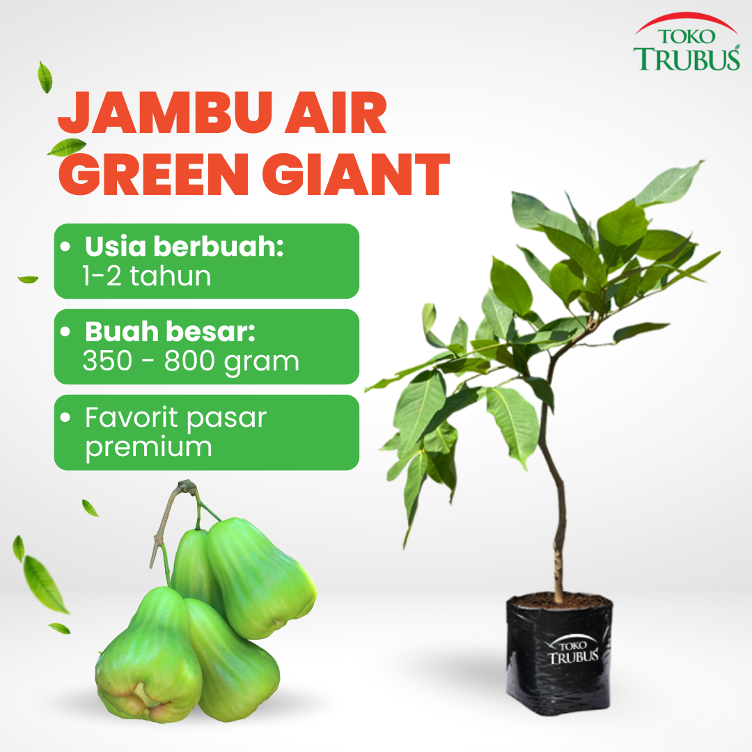 TRUBUS - TANAMAN JAMBU AIR GREEN GIANT SUPER