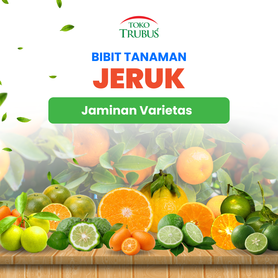 TRUBUS - TANAMAN JERUK LEMONCUI