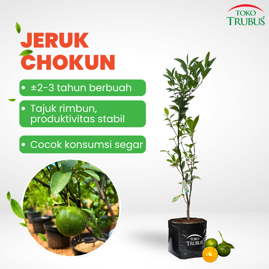 TRUBUS - TANAMAN JERUK CHOKUN