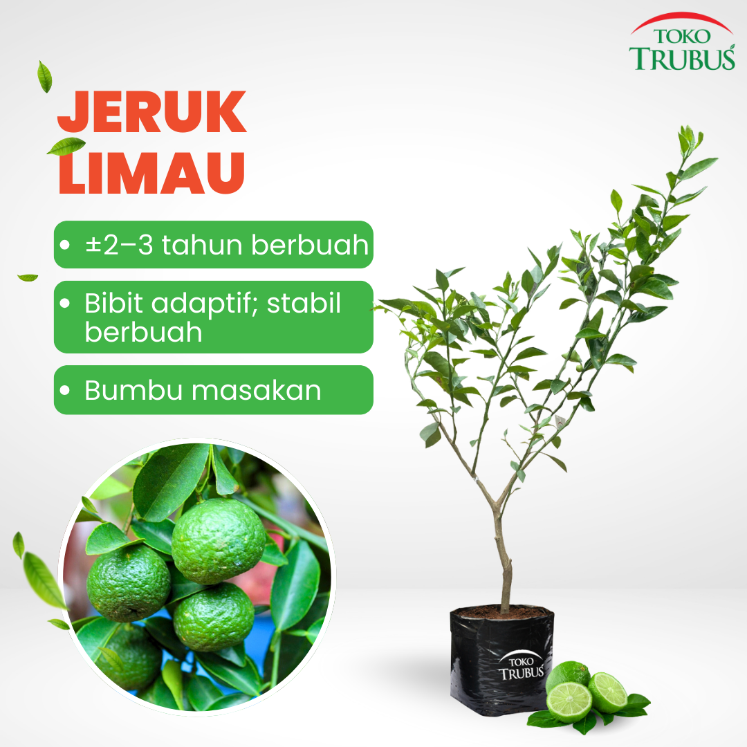TRUBUS - TANAMAN JERUK LIMAU